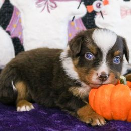 Spell - Red merle male Miniature Australian Shepherd puppy in Melbourne, Florida from True Spirited Aussies