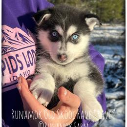 Runamok Old Skool Rave (aka Rave) - Black and white female Pomsky puppy in St. Maries, Idaho from Runamok Farm