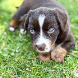 Miniature American Shepherd and Miniature Australian Shepherd Puppies from Sugartop Minis