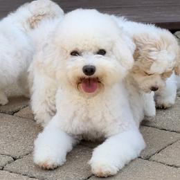 Penelope - Bichon Frise
