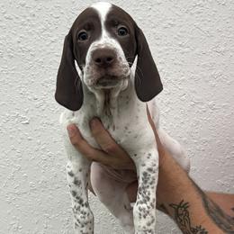 Indy - Liver and white female German Shorthaired Pointer puppy in Port Charlotte, Florida from Lazy K GSP's