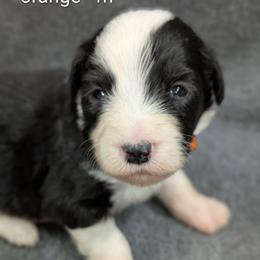Orange collar - Black and white male Sheepadoodle puppy in Seaman, Ohio from Ohio Valley Sheepadoodles