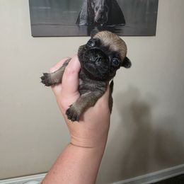 Boy 1 - Fawn male Pug puppy in Olin, North Carolina from Piggy Pugs