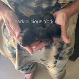 Yorkshire Terrier Puppies from Yorkielicious Yorkies