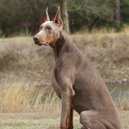 Gambit - Doberman Pinscher