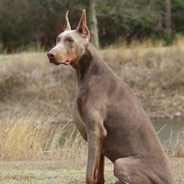 Gambit - Doberman Pinscher