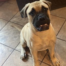 Bullmastiff Puppies from Amulet Bullmastiffs