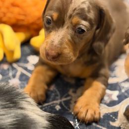 Smooth Hair Chocolate and Tan Dapple - Dapple male Dachshund puppy in Harmony, North Carolina from Schuster Haus