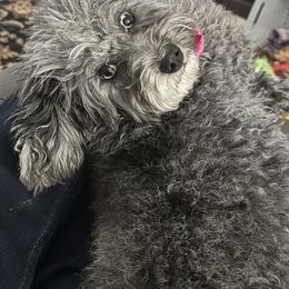 Bernedoodle and Cockapoo Puppies from Doodles of Joy