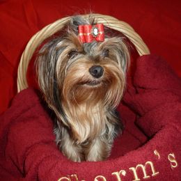 Yorkshire Terrier Puppies from Charm's Kennel