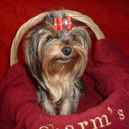 Yorkshire Terrier Puppies from Charm's Kennel