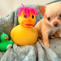 McIntosh runt Pomchi - Blue fawn male Chihuahua puppy in Seneca, Missouri from Stephanie’s Puppy Colony