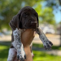 Asher - Liver and white male German Shorthaired Pointer puppy in Worland, Wyoming from Juniper Ridge Pointers