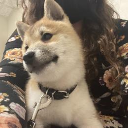 Shiba Inu Puppies from The Animal Farm at Clewiston