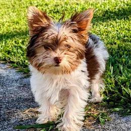 Yorkshire Terrier Puppies from John Curl