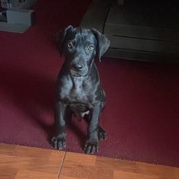 Great Dane Puppies from Ashli’s Great Danes