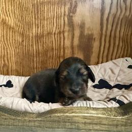 Robins egg - Red male Dachshund puppy in Wolf Lake, Indiana from Canisteo Dachshunds