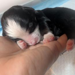 Blackberry - Black tri male Toy Australian Shepherd puppy in Lakeland, Florida from Under the Oak Aussies