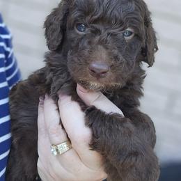 Hank - Brown male Double Doodle puppy in Jeddo, Michigan from Bert's Doodles