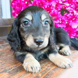 Poppy - Black and cream female Dachshund puppy in Sylvania, Alabama from Yancey’s Doxies