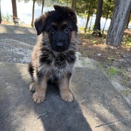 Purple - Black and red female German Shepherd puppy in Medford, New Jersey from Christina's German Shepherds
