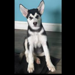 Black Ice - Seal and white male Alaskan Malamute puppy in Easton, Maryland from Stars Howl-O Kennels by FurEver Friends Inc