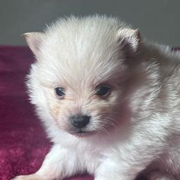 Taylor - Cream male Pomeranian puppy in Kansas City, Missouri from S&K Pomeranians