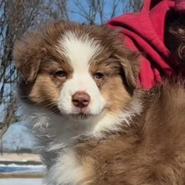 Katmai - Red tri-color female Australian Shepherd puppy in Appomattox, Virginia from Danell Australian Shepherd