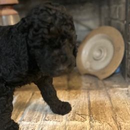 Giant Schnauzer and Poodle Puppies from Mississippi Poodles, Doodles and Giants