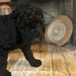 Giant Schnauzer and Poodle Puppies from Mississippi Poodles, Doodles and Giants