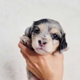 Dachshund Puppies from Pretty Little Dachshunds