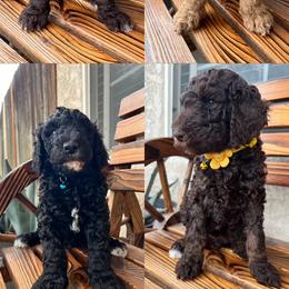 Poodle Puppies from LUCKY 7 LITTER