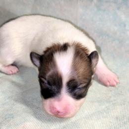 Joy - White female Companion Cross puppy in Davenport, Washington from Lovely Ladies and Little Asses Miniature Equines (L3A Pomeranians & Papillons)