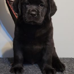 Labrador Retriever Puppies from East Deep River Farm and Labradors