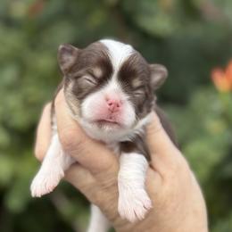 Jia - Chocolate and tan female Chihuahua puppy in Newport Beach, California from Exotic City Pomeranians and chihuahuas