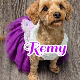 Remy - Cavapoo