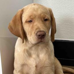 Labrador Retriever Puppies from Branley's Riverside Labradors