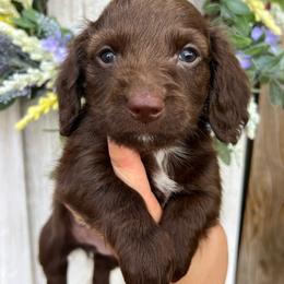 Chocolate with white - Chocolate male Dachshund puppy in Payette, Idaho from NT Mini Doxies