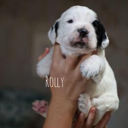 Rolly - Black and white male English Cocker Spaniel puppy in New Mexico from HighBrassGunDogs