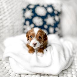 Rafiki - Red  male Goldendoodle puppy in Springville, Utah from Happy Doodle