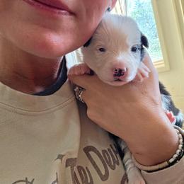 Boss - Black and white male Border Collie puppy in Ripley, Oklahoma from Adventure5 Border Collies