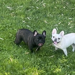 Bulldogs and French Bulldogs from KnockDown Bulldogs