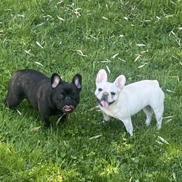 Bulldogs and French Bulldogs from KnockDown Bulldogs