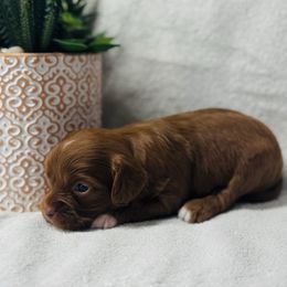 Martha - Red female Cavapoo puppy in Miami, Oklahoma from BriarCreek Mini Aussies & Doodles