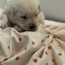 Goldie- second pick female- pink collar - Yellow female Labrador Retriever puppy in Isanti, Minnesota from Four Corners Family Labs
