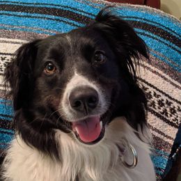 English Shepherd All Grown Up from Ripple
