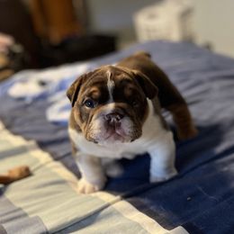 Bulldog Puppies from Black Creek English Bulldogs