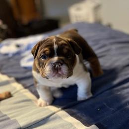 Bulldog Puppies from Black Creek English Bulldogs