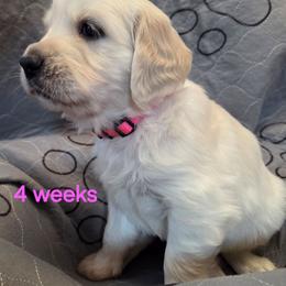 Pink girl - Light golden female Golden Retriever puppy in Albuquerque, New Mexico from Teeter's Desert  Goddess Goldens