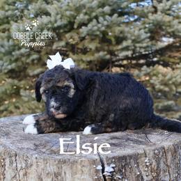 Elsie - Sable female Bernedoodle puppy in Heyworth, Illinois from Cobble Creek Puppies